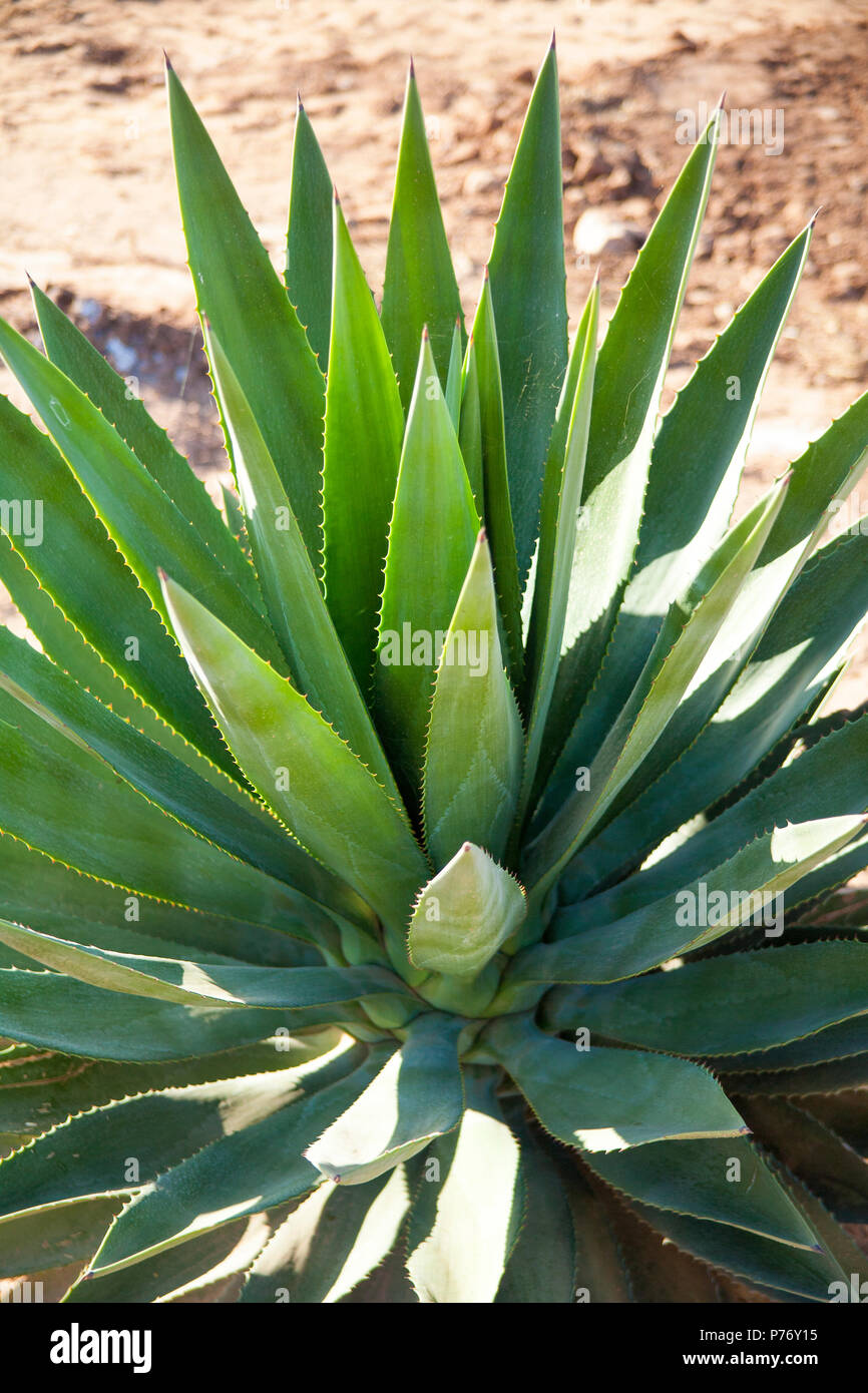 Spiky grünen Kaktus sukkulente Aloe Vera Pflanze draußen wachsen, mit seinen charakteristischen wies Laub im Hochformat. Stockfoto