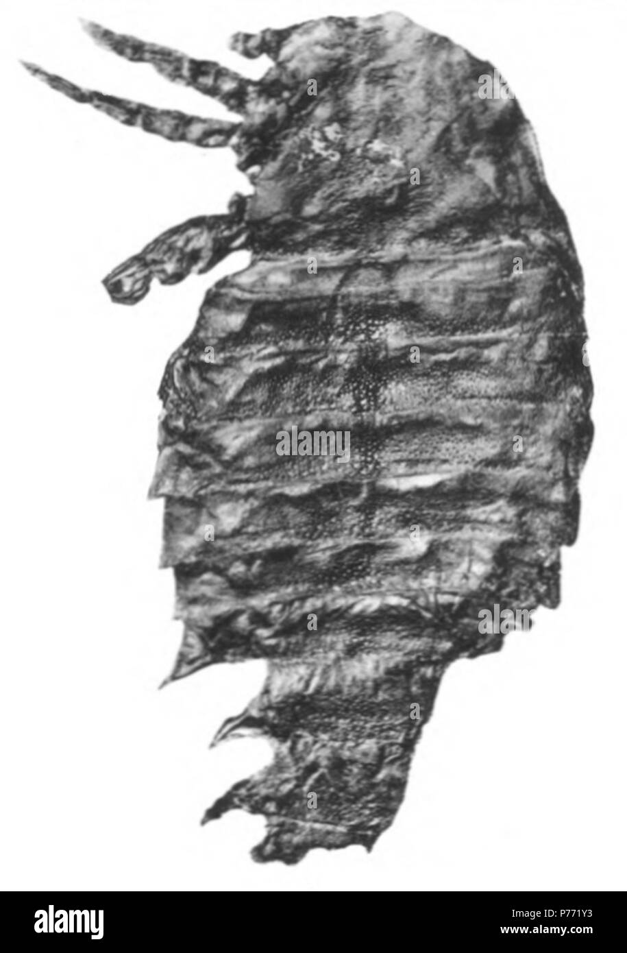 1 Adelophthalmus fossilen 2 Stockfoto