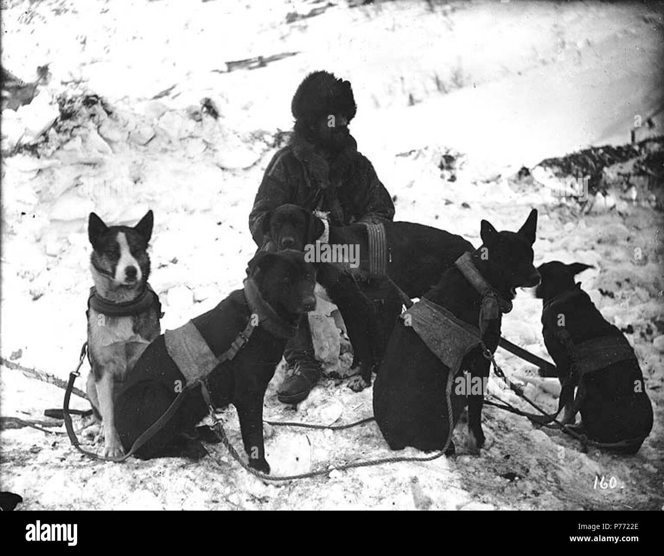 . Englisch: Ben Atwater, Briefträger, mit seinem hundeschlitten Team, Yukon Territory, Ca. 1898. Englisch: Auf der Rückseite des Bildes: "Ben Atwater, dem Pionier Mailman, könnte für die neuesten Nachrichten der Spur verlassen. Seine berühmten Hund Mannschaft gehalten alle Rekorde für Geschwindigkeit." Bild im Hegg Album 11, Seite 15. Klondike Gold Rush. Themen (LCTGM): Briefträger - Yukon; Hunde - Yukon Themen (LCSH): Atwater, Ben. ca. 1898 1 Ben Atwater, Briefträger, mit seinem hundeschlitten Team, Yukon Territory, ca 1898 HEGG (44) Stockfoto