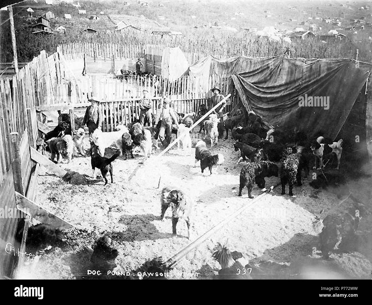 . Englisch: Dog Pound, Dawson City, Yukon Territory, Ca. 1898. Englisch: Zeigt stehende Männer im Gehäuse mit Hunden. Bildunterschrift auf Bild: "dog Pound, Dawson, N.W.T.' Bild im Hegg Album 11, Seite 22 Themen (LCTGM): Hunde---- Yukon Dawson; Tierheime---- Yukon Dawson. ca. 1898 3Dog Pound, Dawson City, Yukon Territory, ca 1898 HEGG (641) Stockfoto