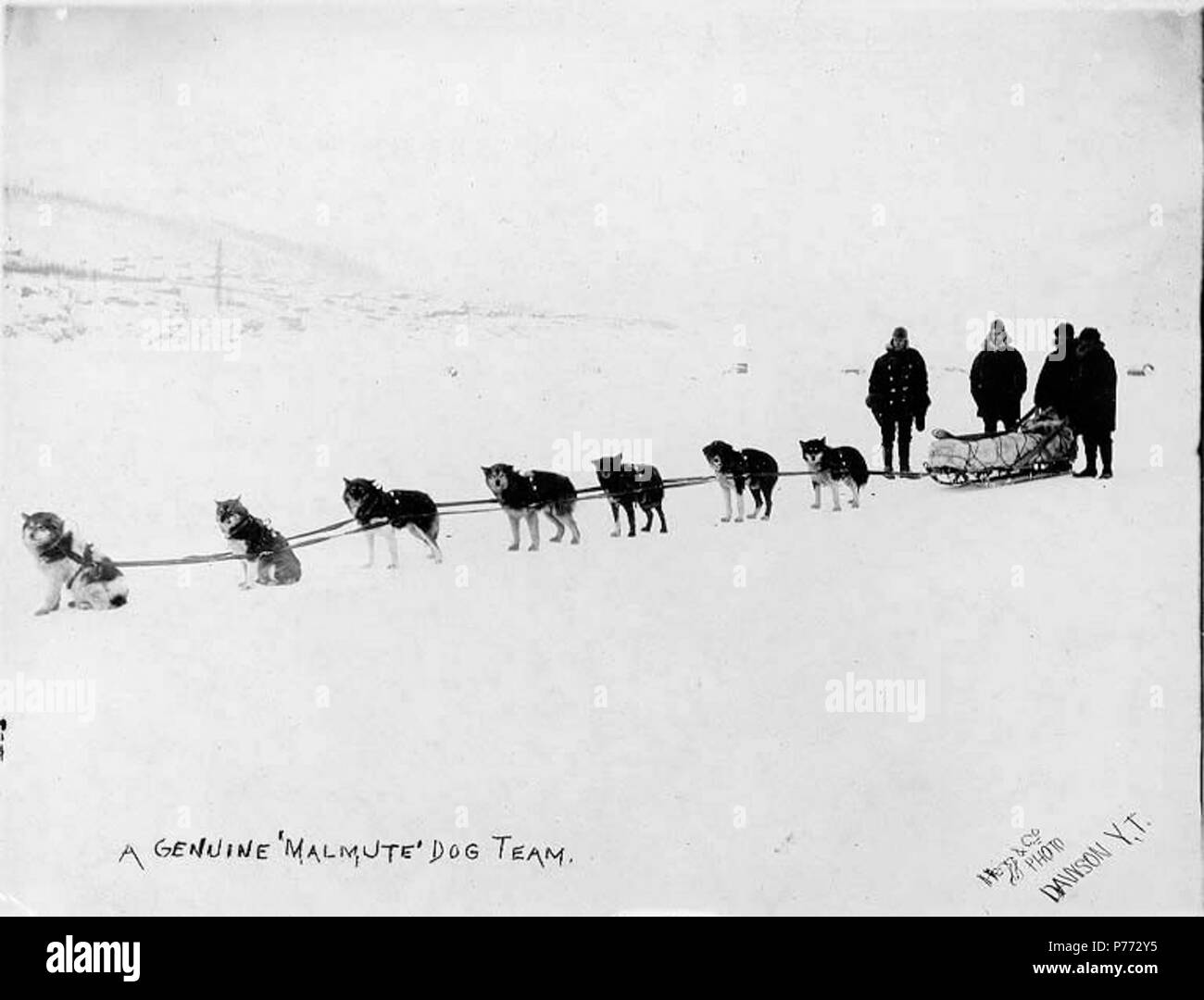 . Englisch: Hundeschlitten Team mit vier Männer, Nähe von Dawson City, Yukon Territory, Ca. 1898. Englisch: Legende auf Bild: "Eine echte "alamute' Hund team" Themen (LCTGM): Hund Mannschaften - Yukon, Schlitten & Schlitten -- Yukon Themen (LCSH): Alaskan Malamute -- Yukon. ca. 1898 4 Hundeschlitten Team mit vier Männer, Nähe von Dawson City, Yukon Territory, ca 1898 HEGG (1) Stockfoto