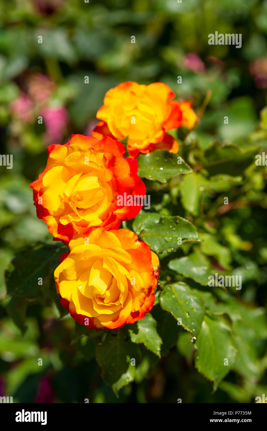 Tequila Sunrise ist ein Hybrid Tea Rose mit höchst attraktiven, tief, goldgelbe Blüten umrandet mit Schattierungen von Scharlach, Vertiefen in Farbe mit Alter, Stockfoto