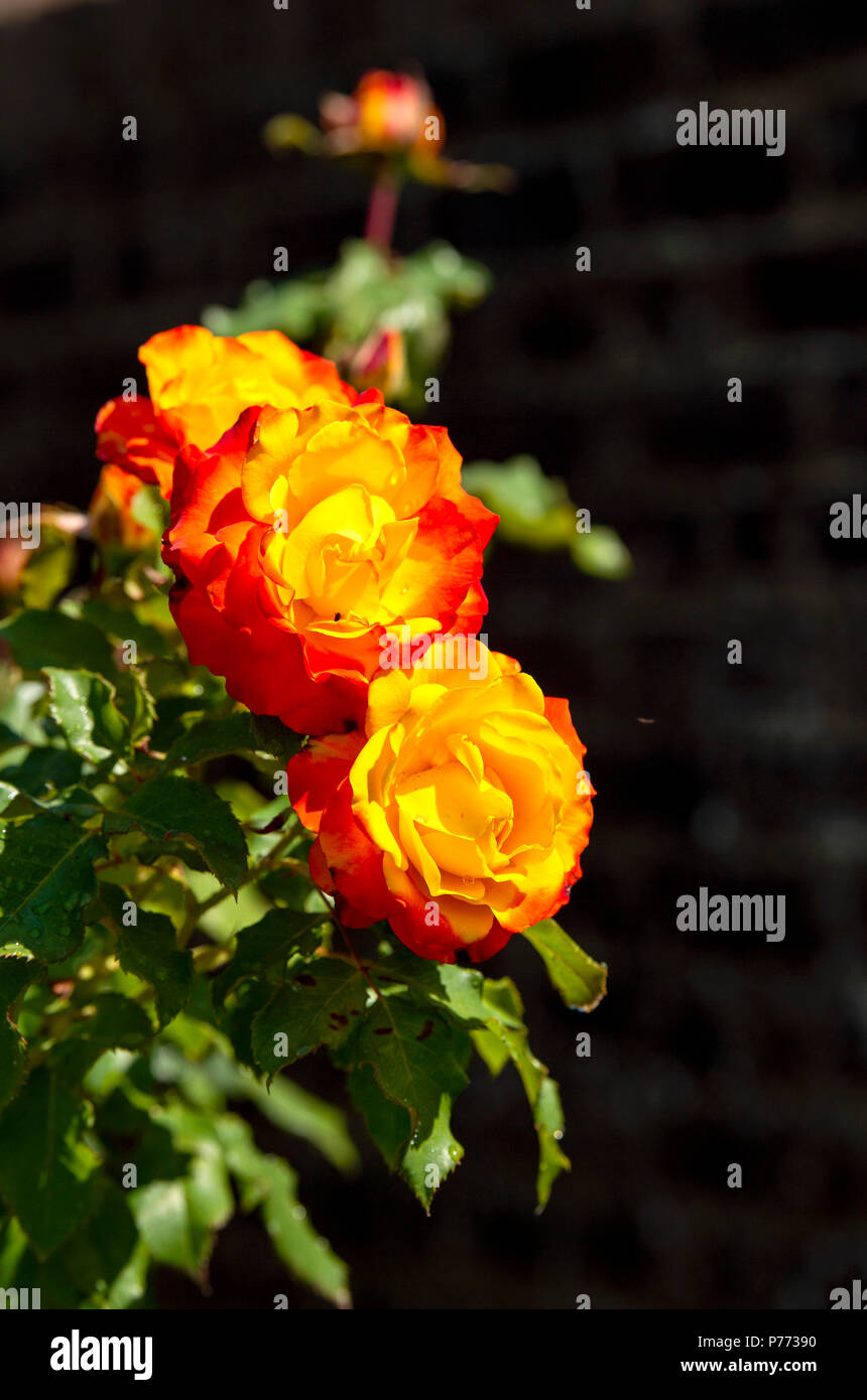 Tequila Sunrise ist ein Hybrid Tea Rose mit höchst attraktiven, tief, goldgelbe Blüten umrandet mit Schattierungen von Scharlach, Vertiefen in Farbe mit Alter, Stockfoto