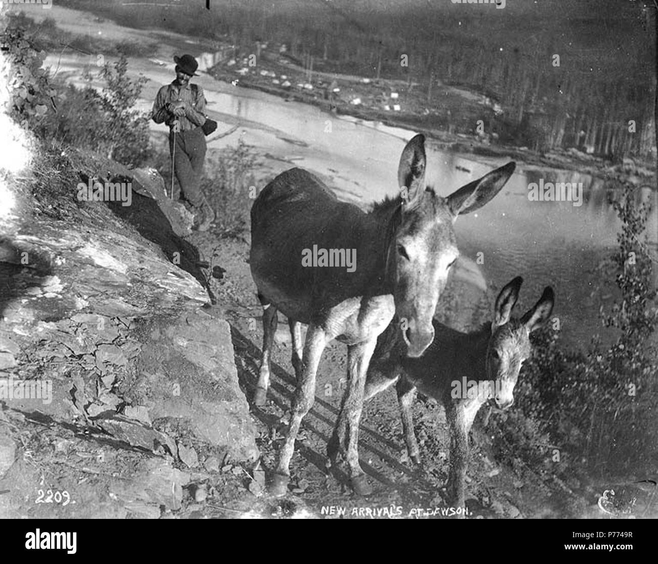. Englisch: Mann herding Esel oder Maultiere, Dawson City, Yukon Territory, Ca. 1898. Englisch: Legende auf Bild: "Neuankömmlinge bei Dawson' Themen (LCTGM): Esel ------ Yukon Dawson; Pack Tiere ------ Yukon Dawson. ca. 1898 8 Mann herding Esel oder Maultiere, Dawson City, Yukon Territory, ca 1898 HEGG (286) Stockfoto