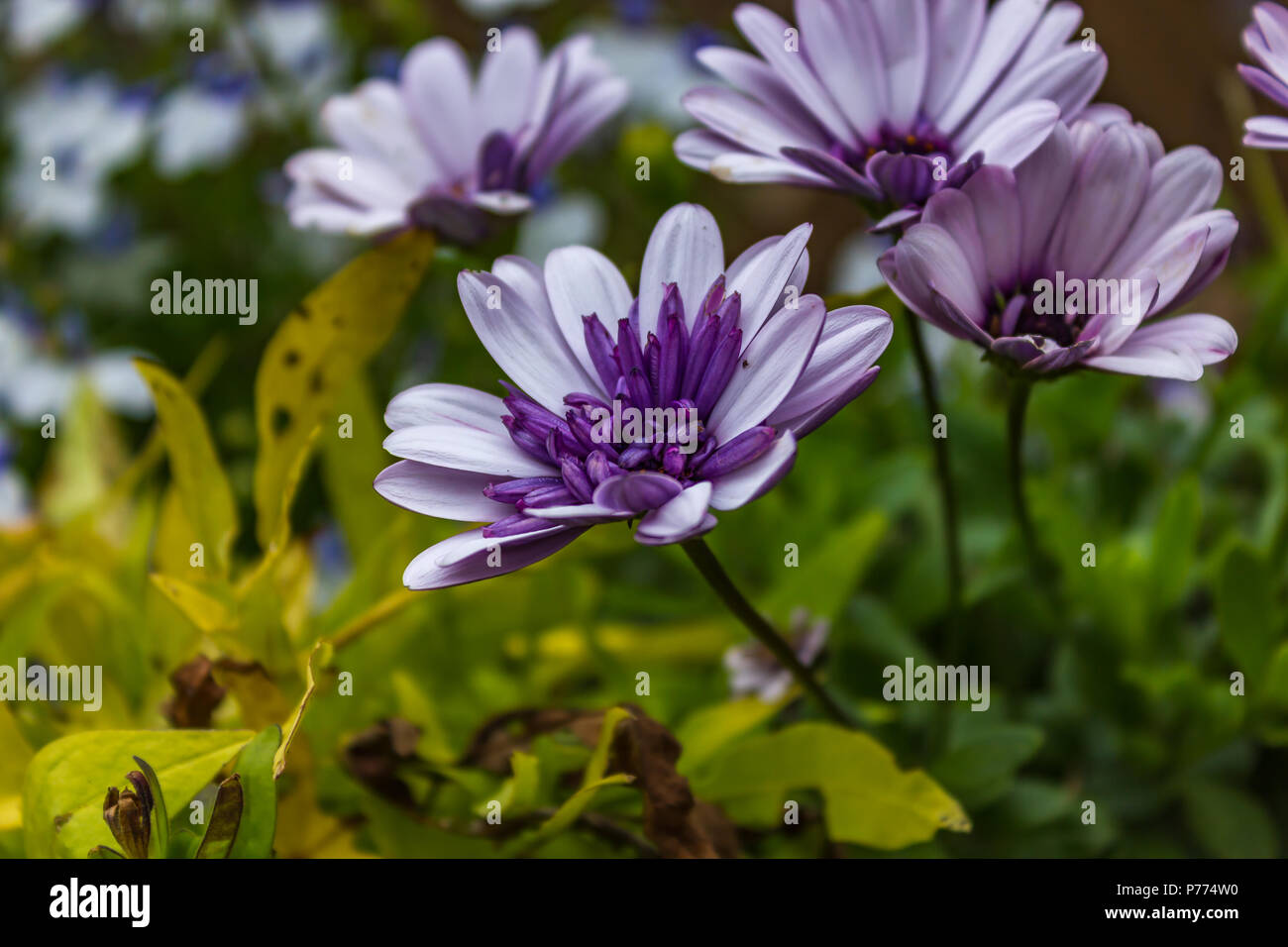 Farbenfrohe lila Blüten Stockfoto