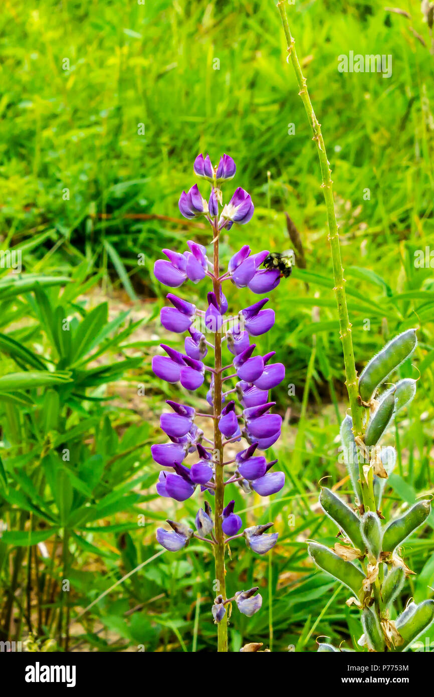 Groß lila Blumen in einem Garten Stockfotografie