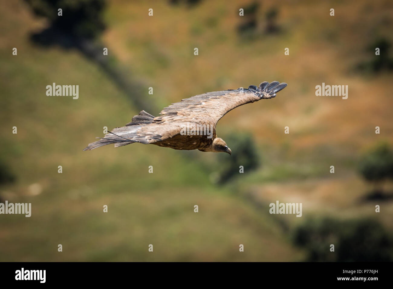 Gänsegeier (Tylose in Fulvus) Soaring in Casares, Spanien Stockfoto