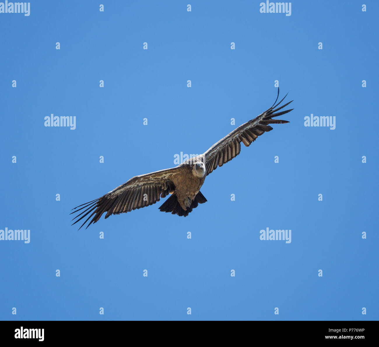 Gänsegeier (Tylose in Fulvus) Soaring in Casares, Spanien Stockfoto