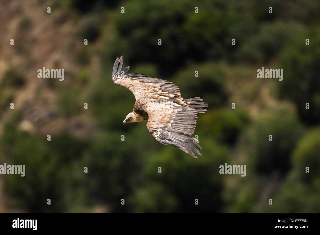 Gänsegeier (Tylose in Fulvus) Soaring in Casares, Spanien Stockfoto