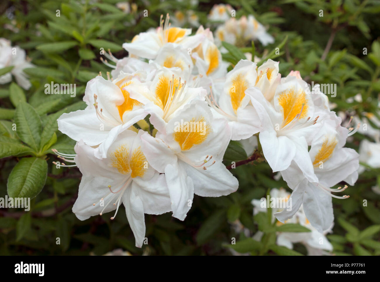 Nahaufnahme von weißen und gelben Azaleen Azaleen blühende Blumen im Frühjahr Cumbria England UK Vereinigtes Königreich GB Großbritannien Stockfoto