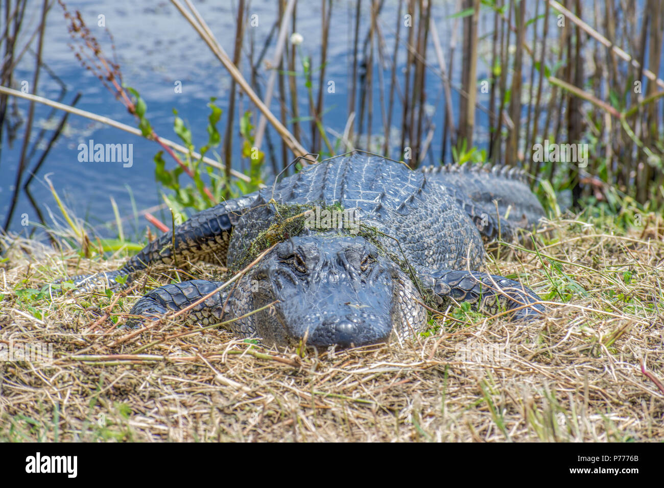 American Alligator, der Shoveler Teich, Anahuac Wildlife Refuge, Texas Stockfoto
