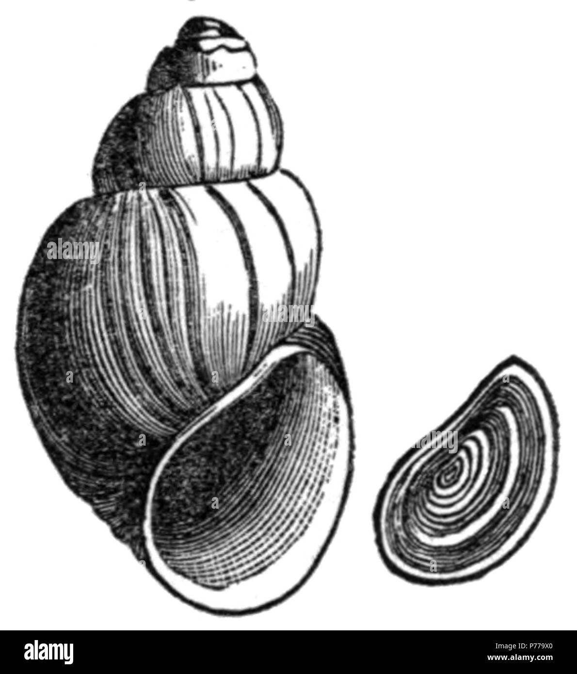 Englisch: Zeichnung von Mantel und Deckel von Campeloma decisum. 1905 12 Campeloma decisum Shell Stockfoto