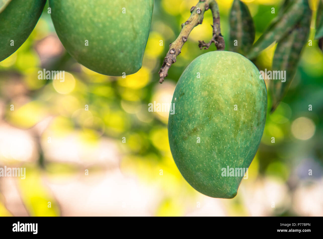 Ein Paar grüne Mangos, hängen von einem Mangobaum. Stockfoto