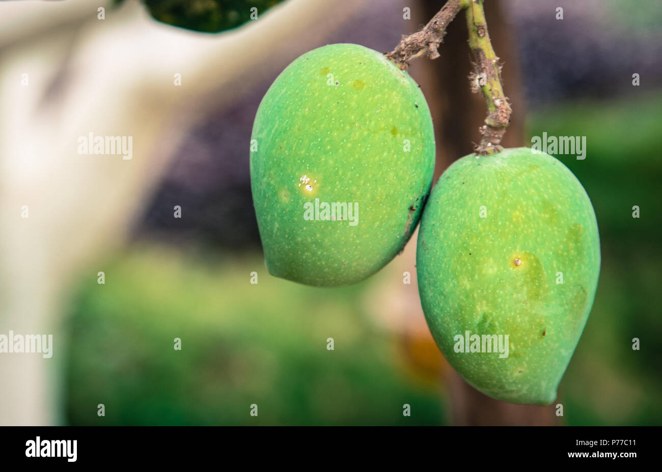 Ein Paar grüne Mangos, hängen von einem Mangobaum. Stockfoto