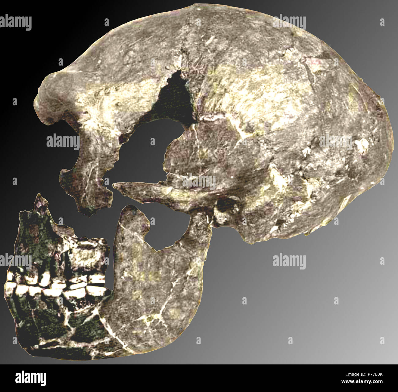 Deutsch: Das La Quina H 5 Skelett im Jahr 1912. 1912 42 La Quina H5 Stockfoto