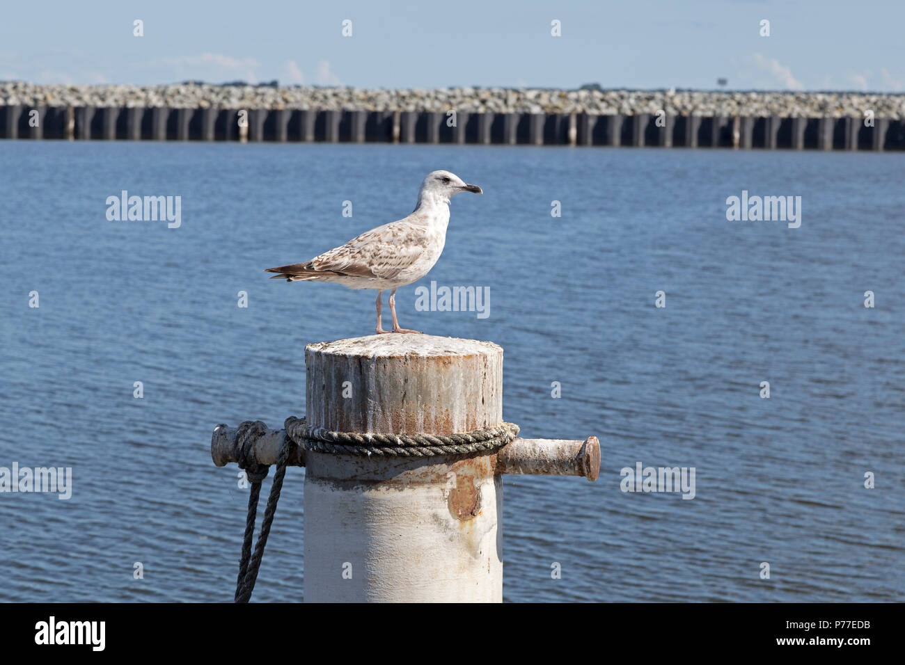 Möwe am Hafen, Barth, Mecklenburg-Vorpommern, Deutschland Stockfoto