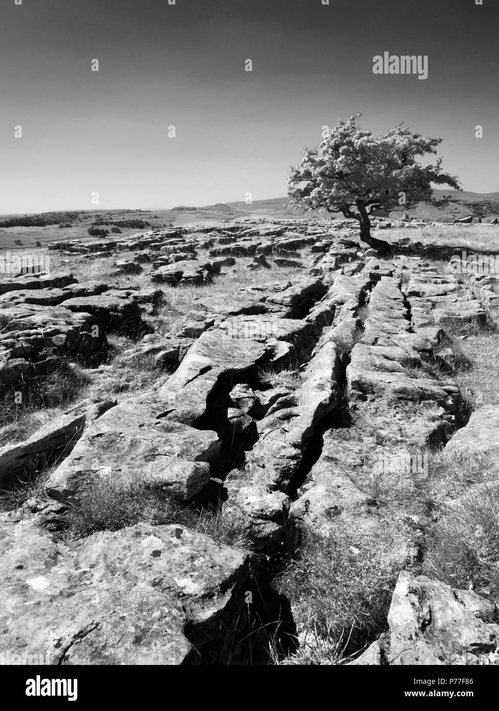 Einsamer Baum auf Kalkstein Fahrbahn in Winskill Steine in der Nähe Stainforth in Ribblesdale Yorkshire Dales England Stockfoto