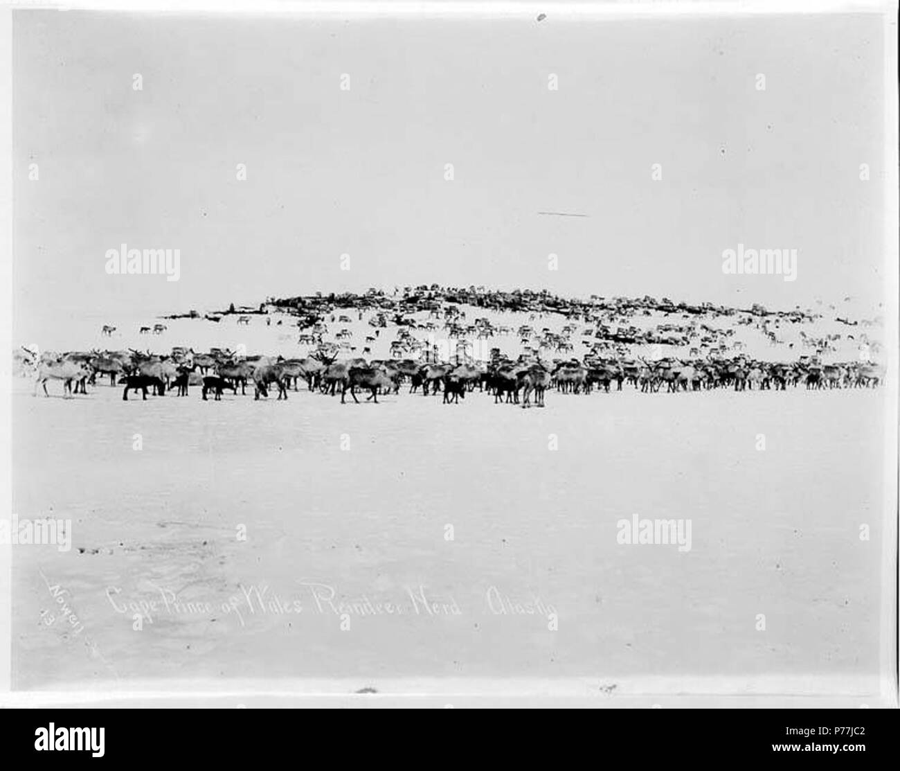 . Englisch: Rentierherde, Kap Prince of Wales, Alaska, Ca. 1904. Englisch: Legende auf Bild: Nowell, 13. Kap Prince of Wales Rentierherde, Alaska auch in Johannes Sesnon Familienfotos. PH-Coll 1240.56 Themen (LCTGM): Rentier. ca. 1904 11 Rentierherde, Kap Prince of Wales, Alaska, ca 1904 (NOWELL 47) Stockfoto