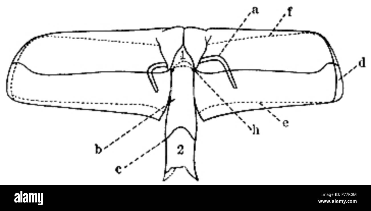 Der eurypterida von New York. Band 1. New York State Museum Abhandlung 14, Abbildung 122. 1912 13 Die eurypterida von New York Abbildung 122 Stockfoto