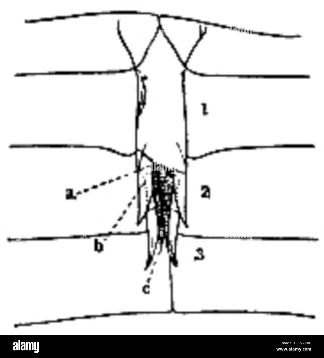 Der eurypterida von New York. Band 1. New York State Museum Abhandlung 14, Abb. 123. 1912 13 Die eurypterida von New York Abb. 123 Stockfoto