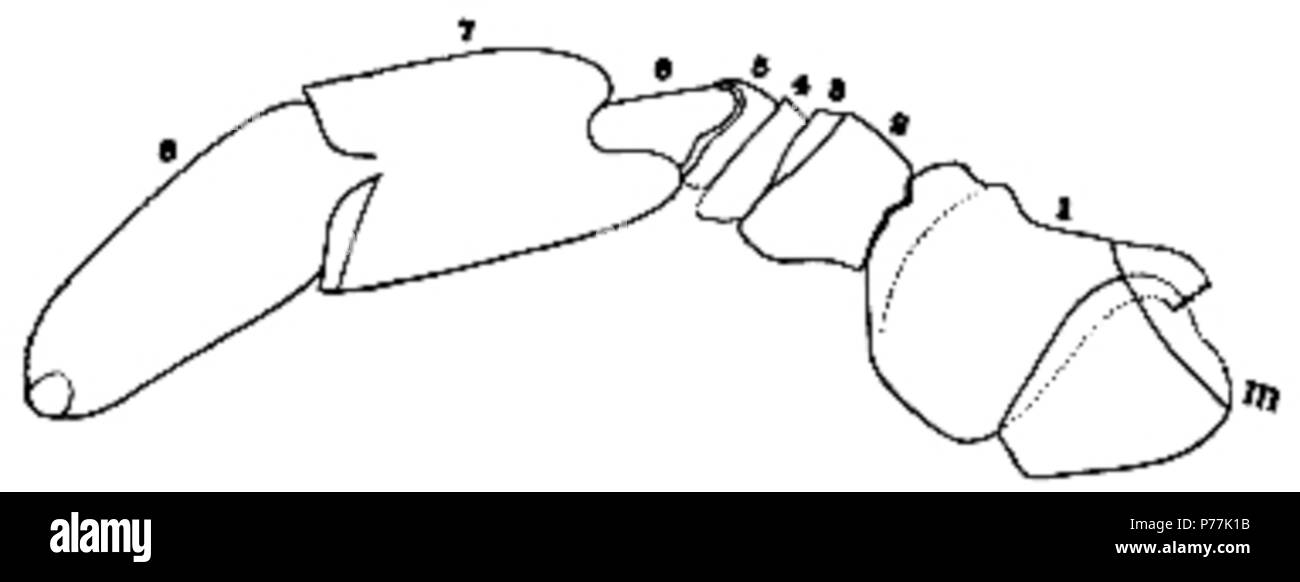 Der eurypterida von New York. Band 1. New York State Museum Abhandlung 14, Abbildung 56. 1912 13 Die eurypterida von New York Abbildung 56 Stockfoto