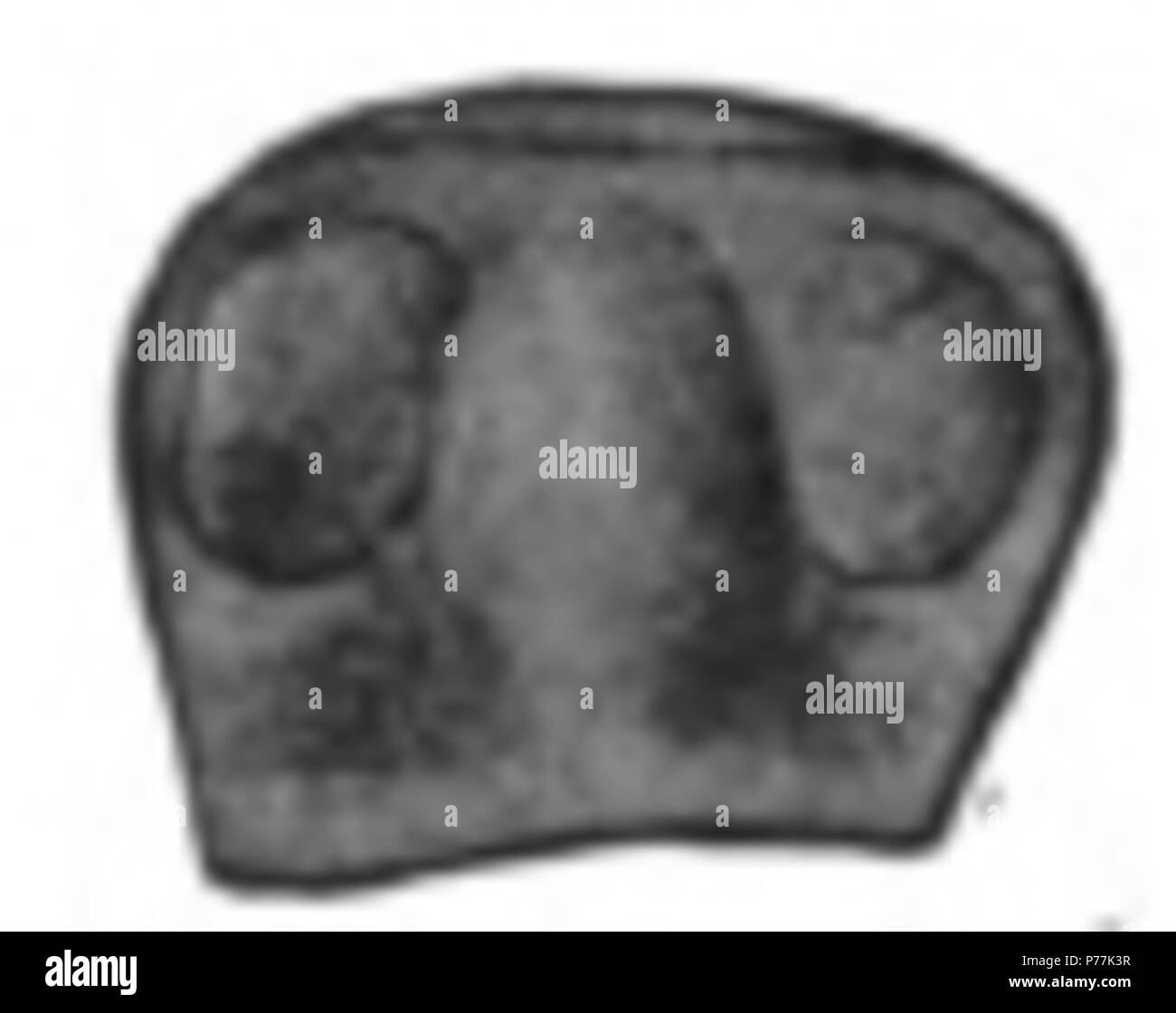 Der eurypterida von New York. Band 1. New York State Museum Abhandlung 14, Abbildung 98. 1912 13 Die eurypterida von New York Abbildung 98 Stockfoto