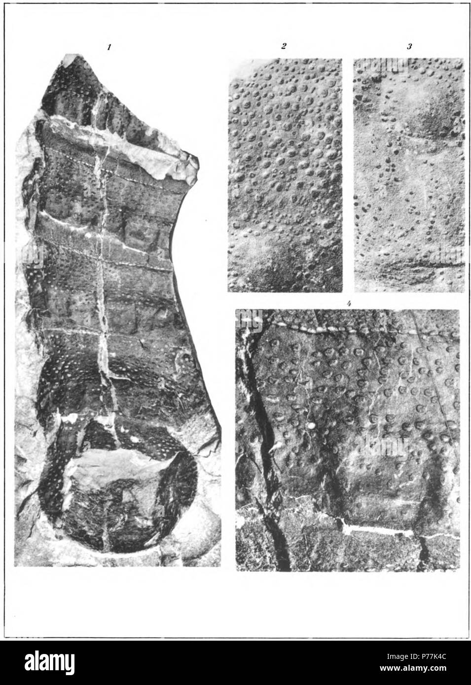 (Buffalopterus Eurypterus) pustulosus Hall Seite 201 Siehe Platte 23 1 Innenansicht postabdomen, fehlt das letzte Segment. Original von Pterygotus globicaudatus Pohlman. Natürliche Größe 2 Erweiterung der anterioren Teil eines Panzers, reproduziert in der Platte 23, Abbildung 1, zeigen Charakter von Verzierungen und Marge. Ocellar Damm mit Spuren von ocelli in der unteren linken Ecke. × 3 3 Erweiterung der posterioren Teil der gleichen Panzers, Charakter der Ornamentik zu zeigen. Ocellar Damm vor. × 3 4. Erweiterung der Teil der Muster in Abbildung 1 dargestellten Charakter der Skalen auf tergite Horiz zu zeigen Stockfoto