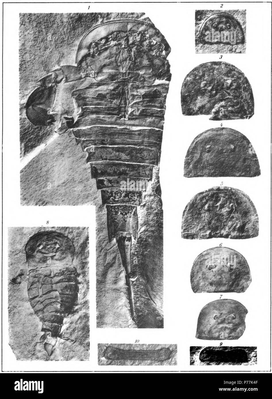 Eurypterus dekayi Hall Seite 181 Siehe Platte 19 1's Hall Typ [Paläontologie von N.Y., v.3, PL. 82, Abb. 1]. Innenansicht der ventralen Seite des vorderleib und des preabdomen und ventrale Ansicht von postabdomen und telson. Natürliche Größe Horizont und Lokalität. Bertie waterlime. Buffalo, N.Y., Eurypterus microphthalmus Hall Seite 192 2 Panzers, relativ wenig komprimiert und mit den seitlichen Augen und ocellar Schwellung. Natürliche Größe Horizont und Lokalität. Manlius Kalkstein. Litchfield, Herkimer c., N.Y., 3 Schriftmuster. × 2. [Paläontologie von N.Y., v.3, PL. 80 A, Abb. 7] Horizont und Lo Stockfoto