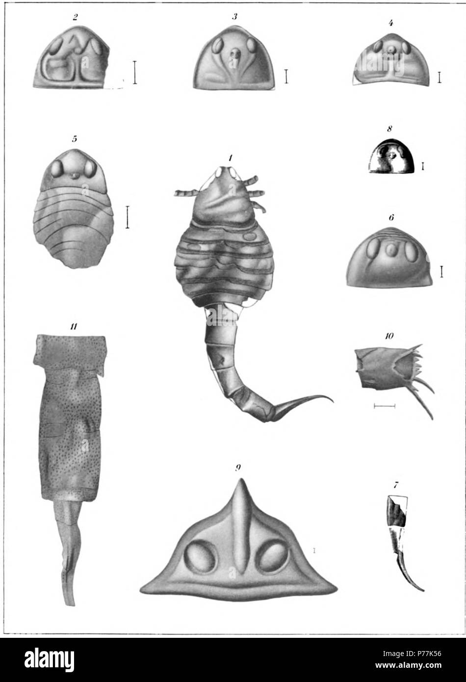 Eusarcus scorpionis (Eusarcus) scorpionis 1, Rhinocarcinosoma (Eusarcus) cicerops 2-10, Carcinosoma (Eusarcus) newlini 11. Der eurypterida von New York. Band 2. New York State Museum Abhandlung 14, Platte 36. 1912 13 Die eurypterida von New York Platte 36 Stockfoto