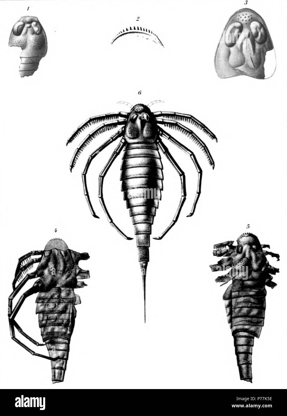 (Ctenopterus Stylonurus) cestrotus Clarke Seite 286 Siehe Platte 50 1 Panzers mit Fragmenten der tergite. Holotyp [N. Y., Mus. Bul. 107, PL. 3, Abb. 10]. Zeigt denticulated frontal Marge, visuellen Bereich der Facettenaugen und ocelli. × 3 2 Denticulate Marge und doublure der Bauchseite. × 3 3 Panzers zeigt normale Kontur, sondern mit der frontalen denticulations nicht beibehalten. × 3 4 Dorsalansicht der Probe mit vier Beine und ein Teil des Abdomens. Paratype. Natürliche Größe 5 Gegenstück der vorangegangenen zeigt die denticulate frontal Marge und Augen. Paratype. Natürliche Größe 6 Wiederherstellung dieser Spezies. N Stockfoto