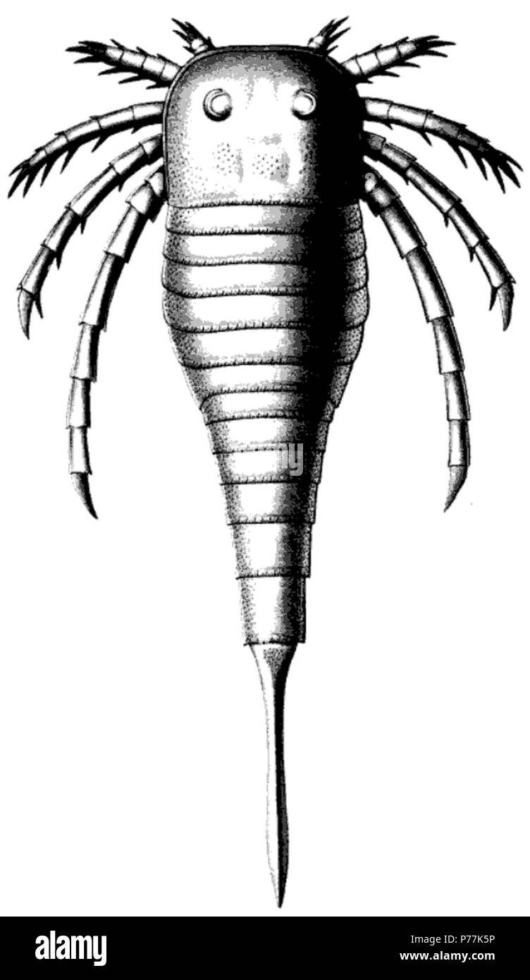 Platte 54 Kokomopterus (Stylonurus, Drepanopterus) longicaudatus nov. Seite 316 Siehe Platten 25, 55, 56 1 Wiederherstellung der dorsalen Aspekt Abhandlung 14. New York State Museum. Der eurypterida von New York. Band 2. New York State Museum Abhandlung 14, Platte 54. 1912 13 Die eurypterida von New York Platte 54 (7/8) Stockfoto