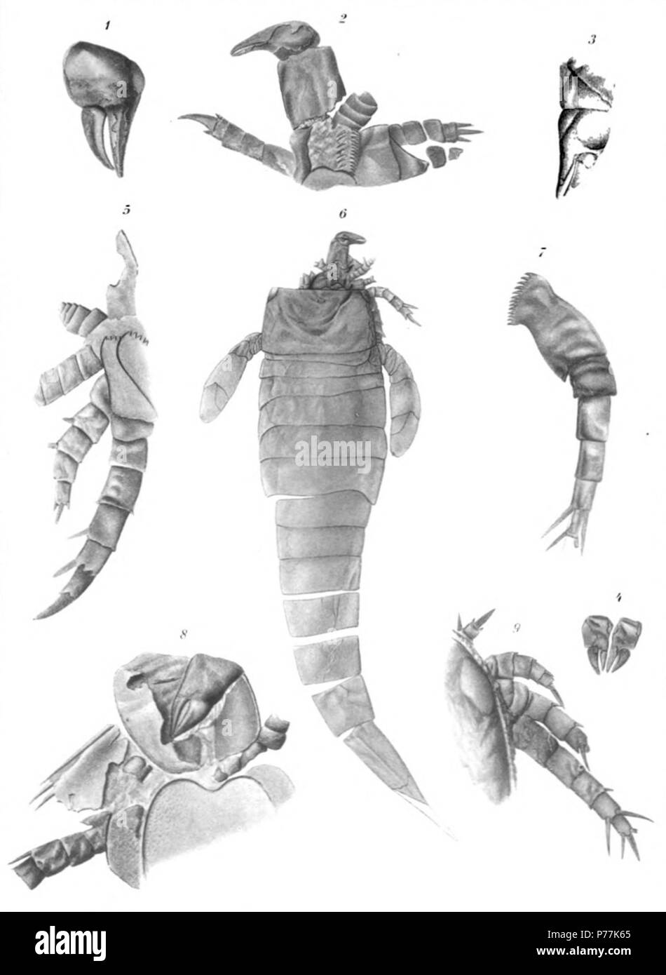 Hughmilleria socialis Sarle Seite 335 Siehe Platten 59 - 61, 62 - 64 1 Zange eines chelicera. × 3½ 2 Erweiterte chelicera und die ersten zwei Paare von Beinen. × 3 3 Fragment der Ersten Gemeinsamen und die Zange einer chelicera. × 4 4 Paar Chelizeren, vermutlich in die normale Position. × 3 5 Die beiden hinteren Beinen in vollständigen Erhalt. × 3 6 dorsalen Blick auf eine große Probe. Den vorderen Teil des Panzers ist gebrochen entfernt damit eine erweiterte chelicera und den Beinen auf der rechten Seite freigelegt. Beide schwimmen Beine werden ebenfalls angezeigt. Natürliche Größe 7 komplette Fuß Bein, Anzeigen coxal gemeinsame und ein Stockfoto