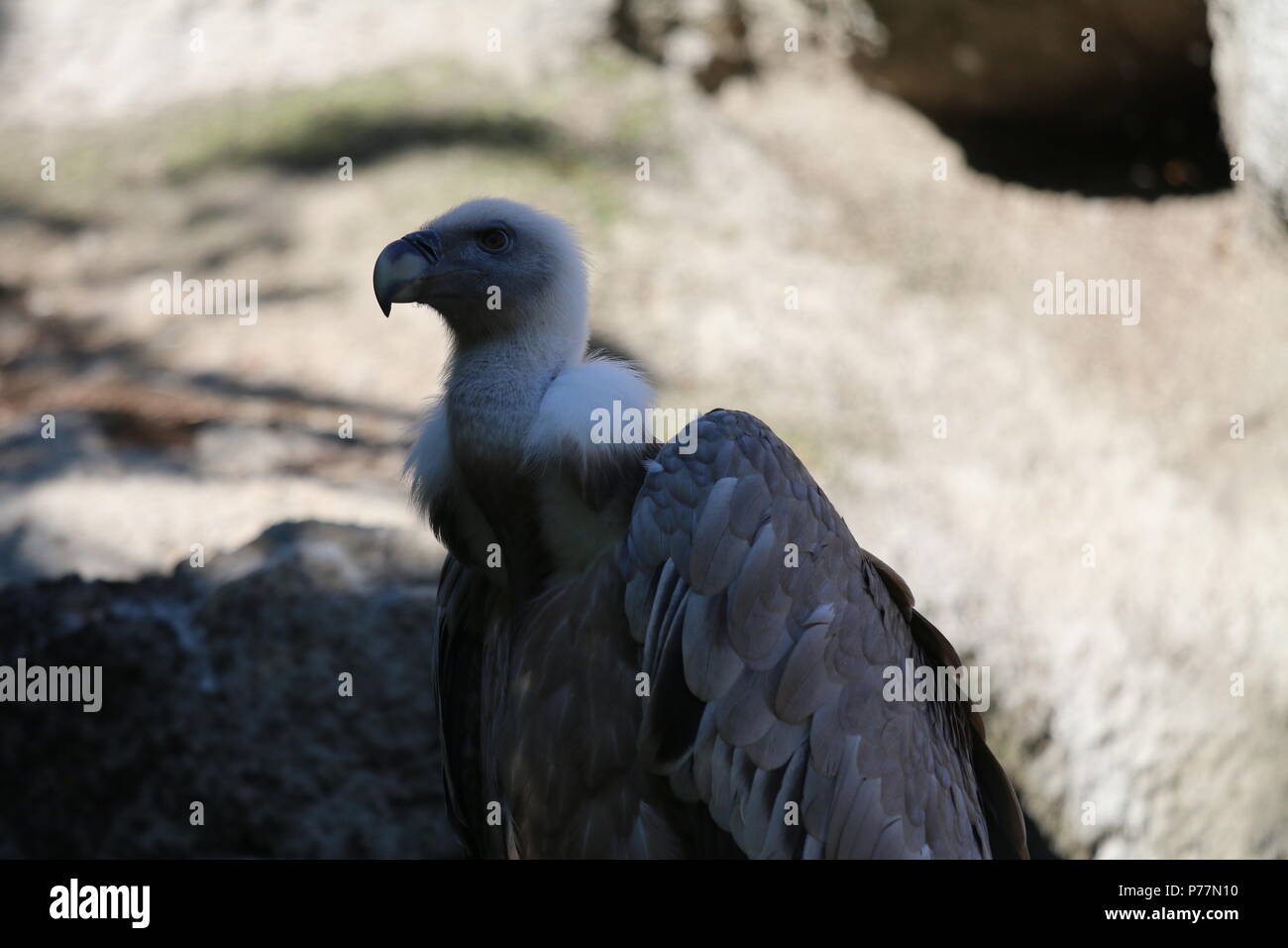 Gänsegeier - Tylose in fulvus Stockfoto