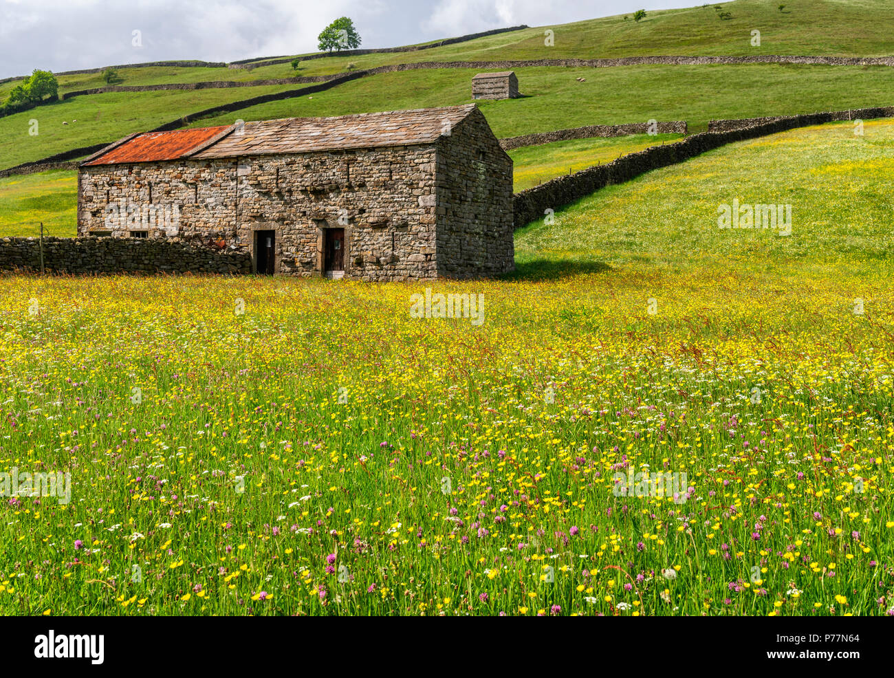 Wilde Blume wiesen am Muker in Swaledale Stockfoto