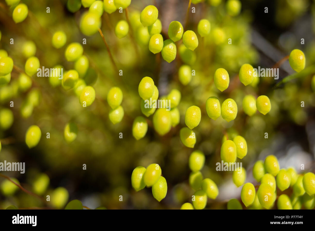 Wilden gelben Blüten Stockfoto