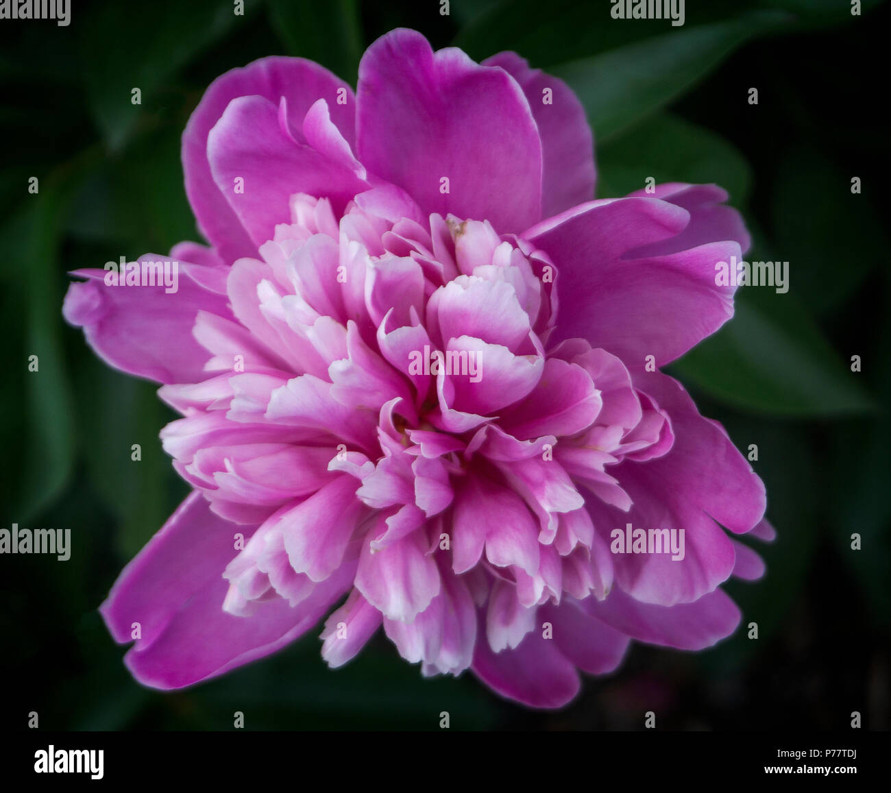 Pfingstrose Calgary, Alberta Kanada Stockfoto