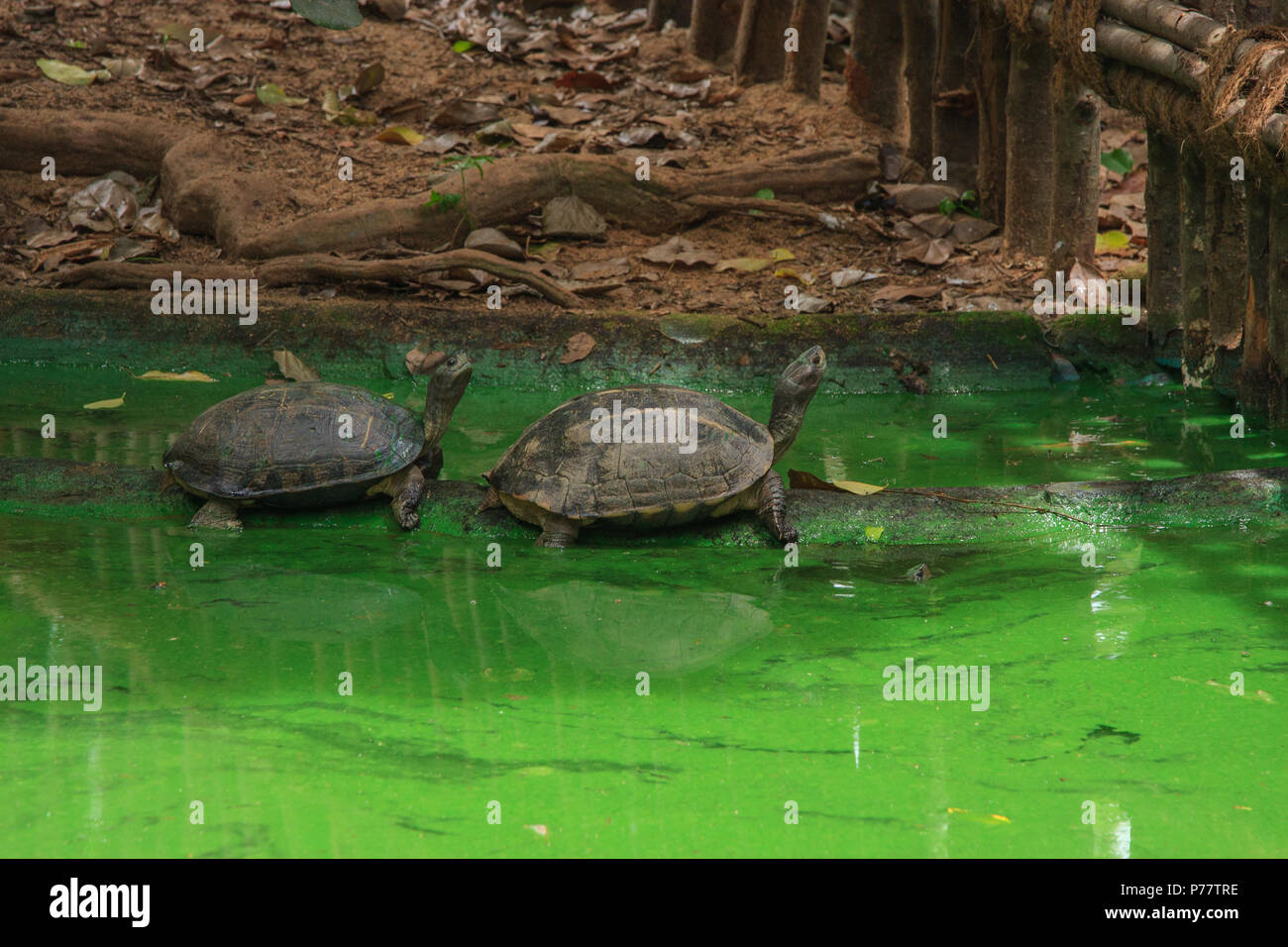 Schildkröte - in Madras Crocodile Bank fotografiert. Stockfoto