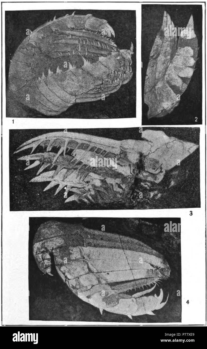 Charles D. Walcott: ein Geologe Paradies. National Geographic Magazine. Vol. 22, S. 509 - 521, Bild auf Seite 517. 1911 59 Der König in die Welt der Tiere vor 15 Millionen Jahren Stockfoto