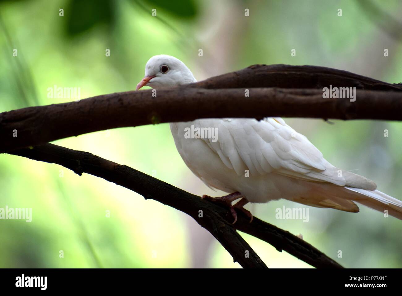 Frieden weiße Taube Stockfoto Frieden weiße Taube Stockfoto