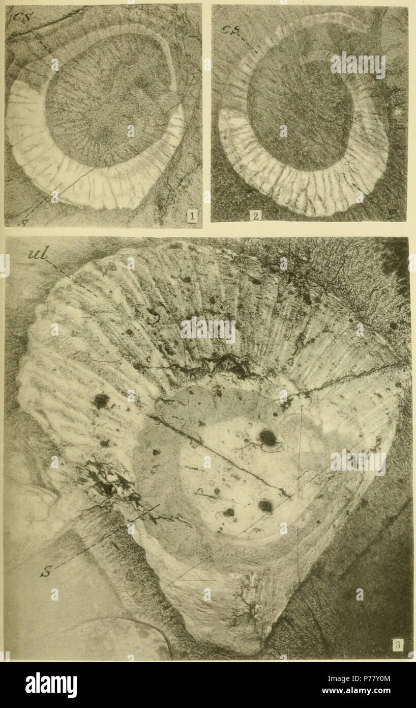 Platte12: Middle Cambrian Seegurken (Eldonia) 1. Eldonia ludwigi Walcott = 2. Eldonia ludwigi Walcott = 3. Eldonia ludwigi Walcott=. 1911 63 Walcott Kambrium Geologie und Paläontologie II Platte 12. Stockfoto