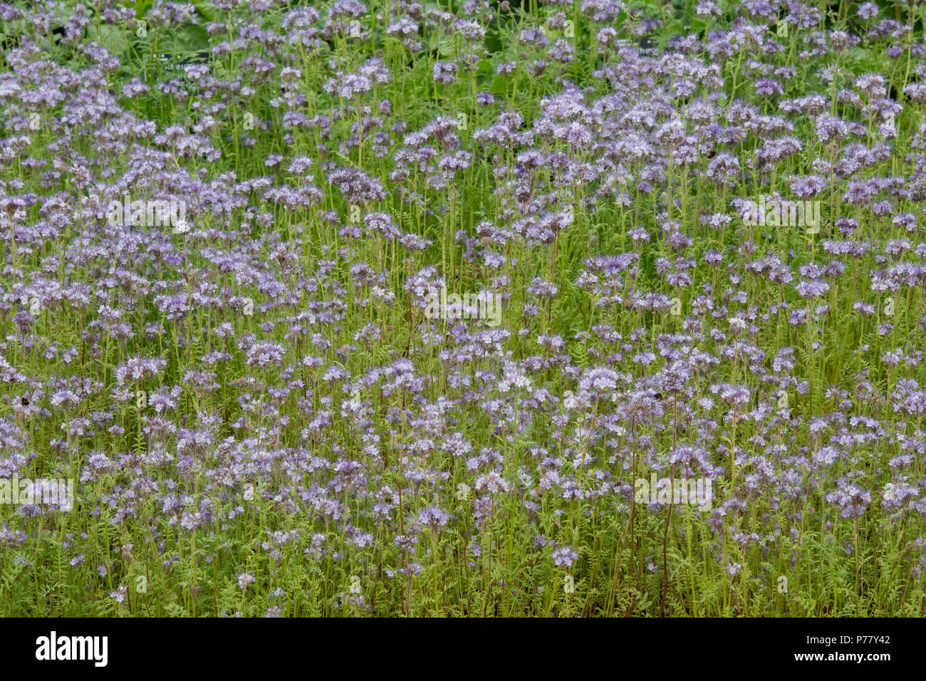 Phacelia tanacetifolia. Fiddleneck Stockfoto