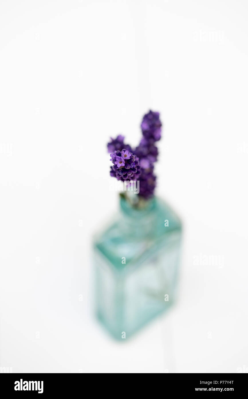 Lavandula. Gepflückt Lavendel ‘Hidcote’ Blumen in alten Glasflasche auf weißem Hintergrund. Flacher Freiheitsgrad Stockfoto