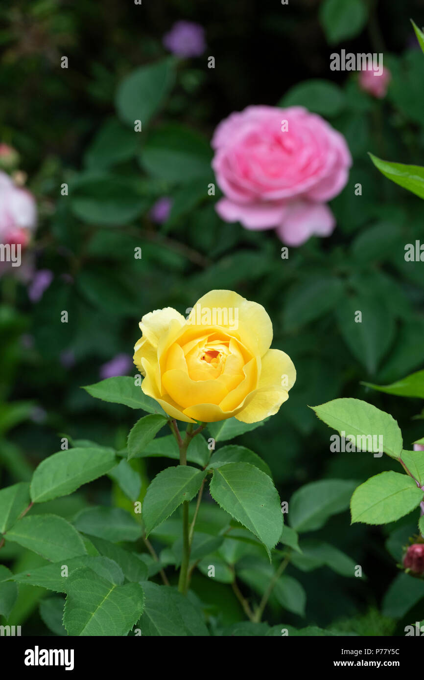 Rosa 'Graham Thomas'. Englische Rose Stockfoto Rosa 'Graham Thomas'. Englische Rose Stockfoto