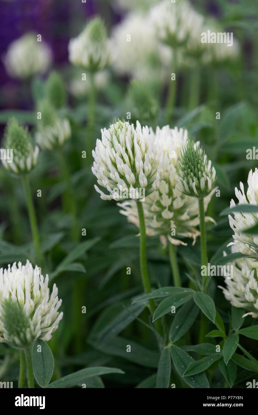 Trifolium ochroleucon. Schwefel Klee Stockfoto