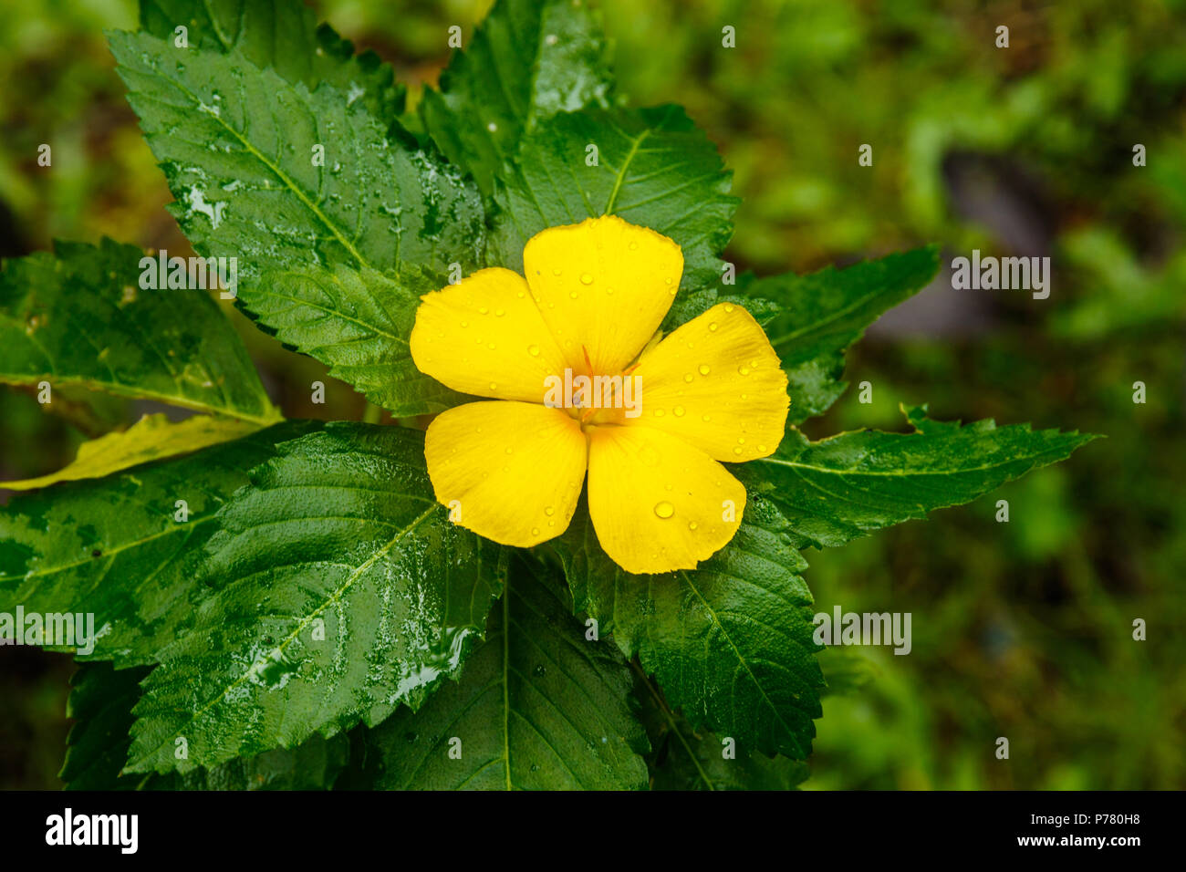 Leuchtend gelbe Blüte Turnera Ulmifolia (Sage Rose) nach einem tropischen Regen auf Koh Kood, Thailand Stockfoto