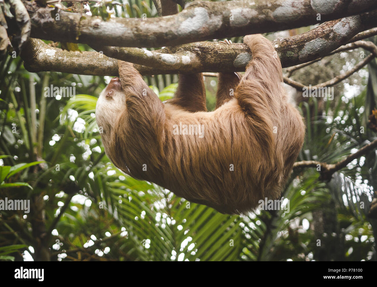 Flauschig Braun zwei-toed Sloth mit einem weißen und braunen Gesicht hängt an eine Zweigniederlassung, die in einem Baum in Costa Rica Stockfoto