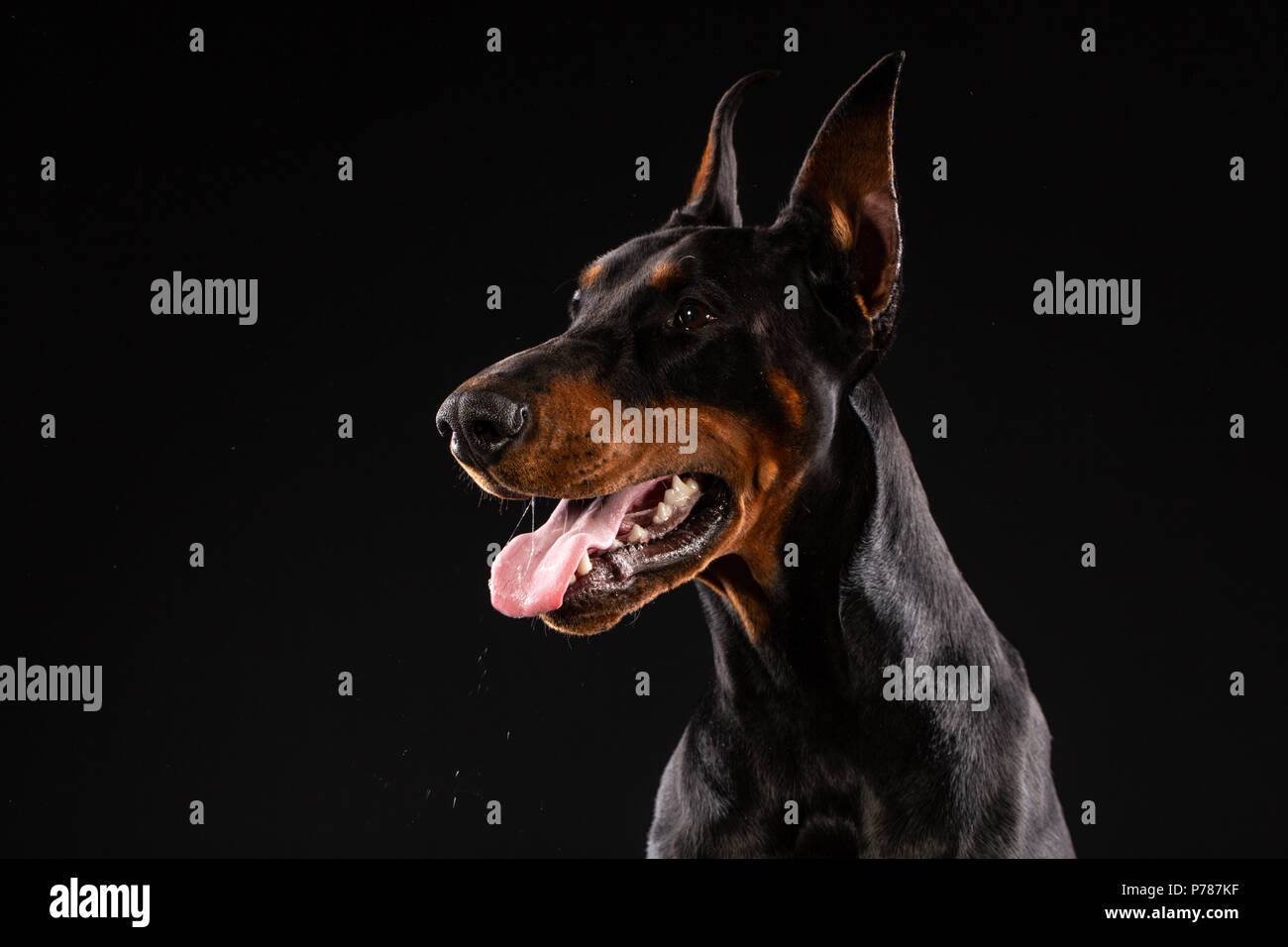 Portrait von Dobermann auf schwarzem Hintergrund. ausgebildeten Hund Stockfoto