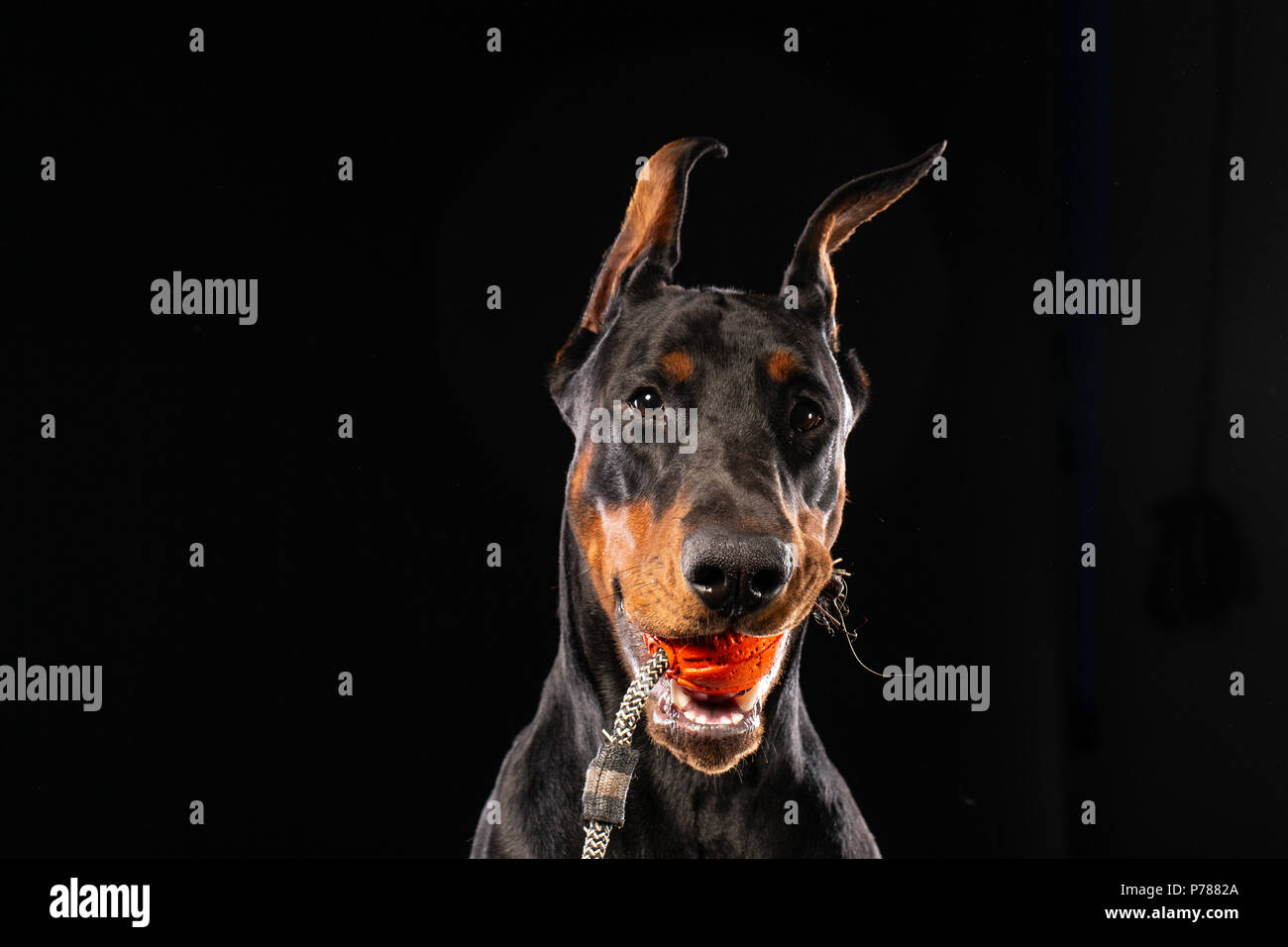 Portrait von Dobermann mit einem Spielzeug Ball auf schwarzem Hintergrund Stockfoto