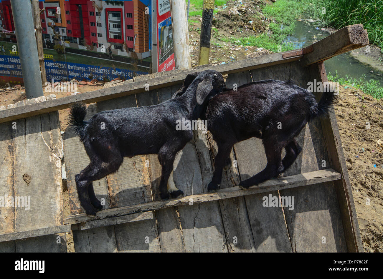 Bodhgaya, Indien - 9. Juli 2015. Schwarze Ziegen spielen auf Straße in Bodhgaya, Indien. Bodhgaya ist die am meisten verehrten aller buddhistischen Heiligen Stätten. Stockfoto