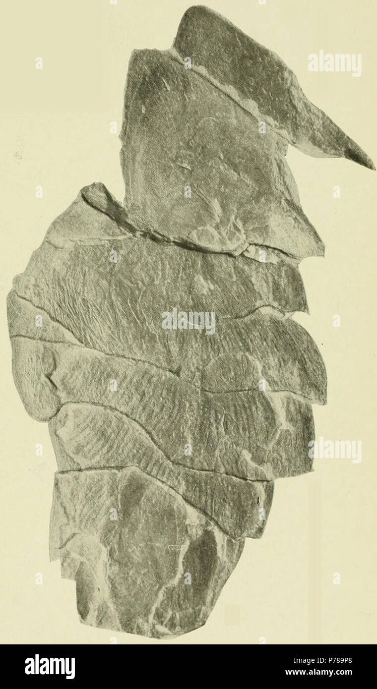 Hurdia victoria Walcott, 1912 nach Unterstützung von Material für Daley, Budd, Caron, Edgecombe & Collins 2009. 1911 37 Hurdia victoria USNM PAL 57499 Stockfoto